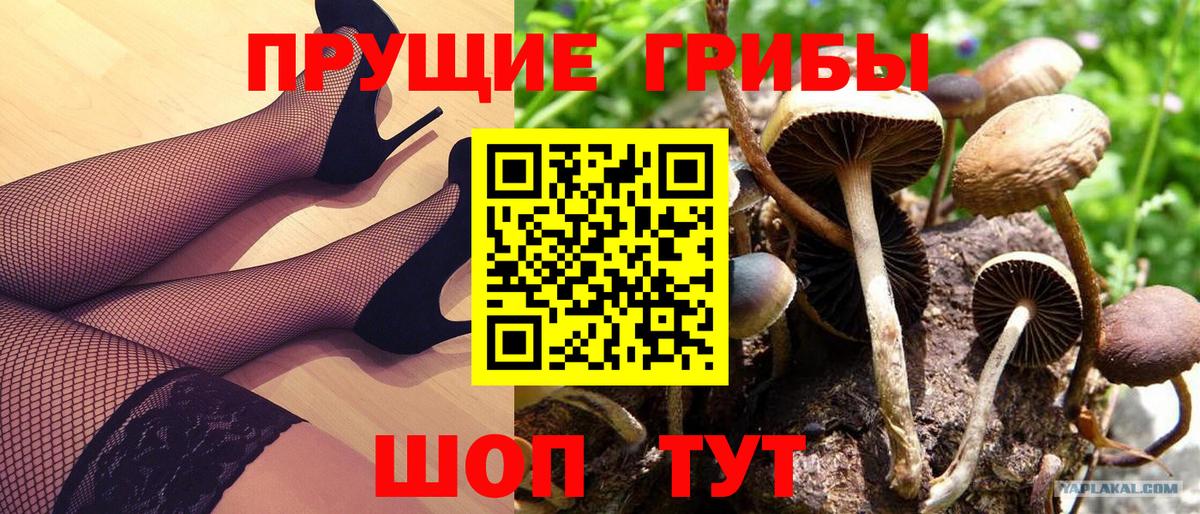 Псилоцибиновые грибы мицелий  Псилоцибиновые грибы Psilocybine cubensis  что такое   Вход с VPN  Белогорск 
